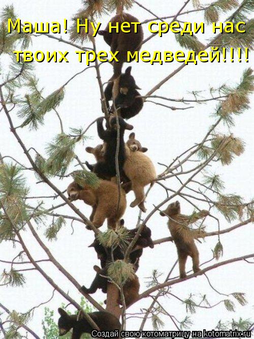 Котоматрица: Маша! Ну нет среди нас  твоих трех медведей!!!!